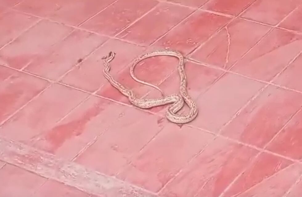 La presencia de una víbora generó pánico entre los vecinos en un barrio de Mendoza