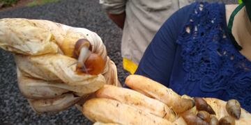 Posadas: Ecología trabaja en el bloqueo y erradicación del caracol gigante africano