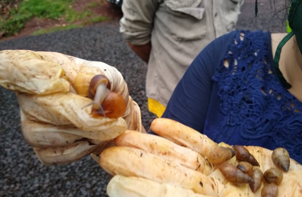 Posadas: Ecología y el Municipio trabaja en el bloqueo y erradicación del caracol gigante africano