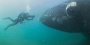 Se debate el buceo con ballenas en Puerto Madryn.