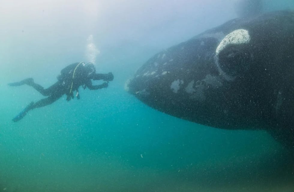 Presentarán un proyecto para habilitar el buceo con las ballenas en Puerto Madryn y se desató un fuerte debate
