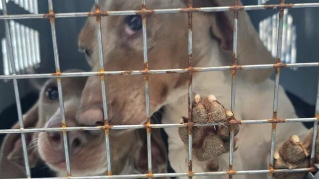 Rescataron a 30 perros de un criadero. (Foto: Policía de Córdoba)