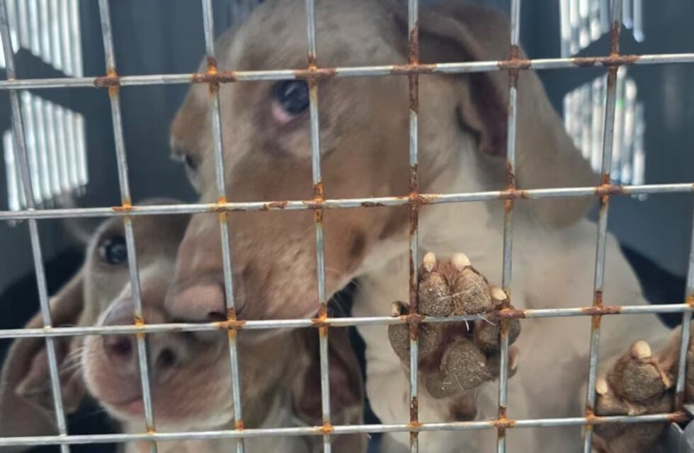 Horror en Córdoba: rescataron 30 perros de un criadero en Jesús María