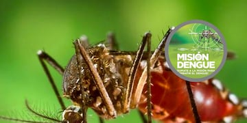 Aedes aegypti - mosquito transmisor de Dengue