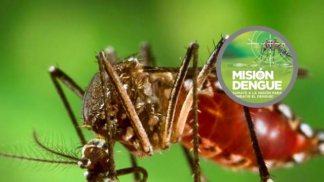 Aedes aegypti - mosquito transmisor de Dengue