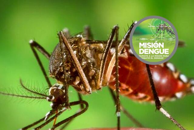Aedes aegypti - mosquito transmisor de Dengue