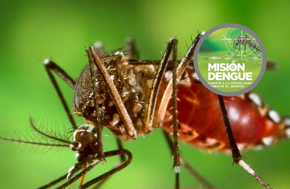 Dengue: Entre Ríos prevé que el brote sea más importante a partir de febrero