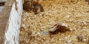 Ataque de jauría causó la muerte de más de 30 gallinas de una escuela de Campo Viera.