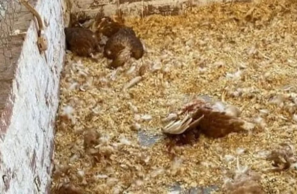 Ataque de jauría causó la muerte de más de 30 gallinas de una escuela de Campo Viera