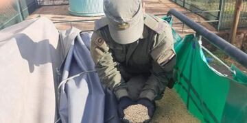 Secuestran contrabando de soja en Hipólito Yrigoyen.