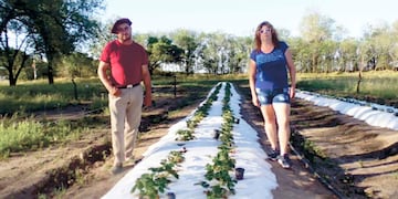 Vecinos de Winifreda producen frutillas en el predio de una escuela rural (InfoWini)