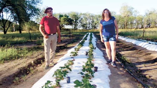 Vecinos de Winifreda producen frutillas en el predio de una escuela rural (InfoWini)