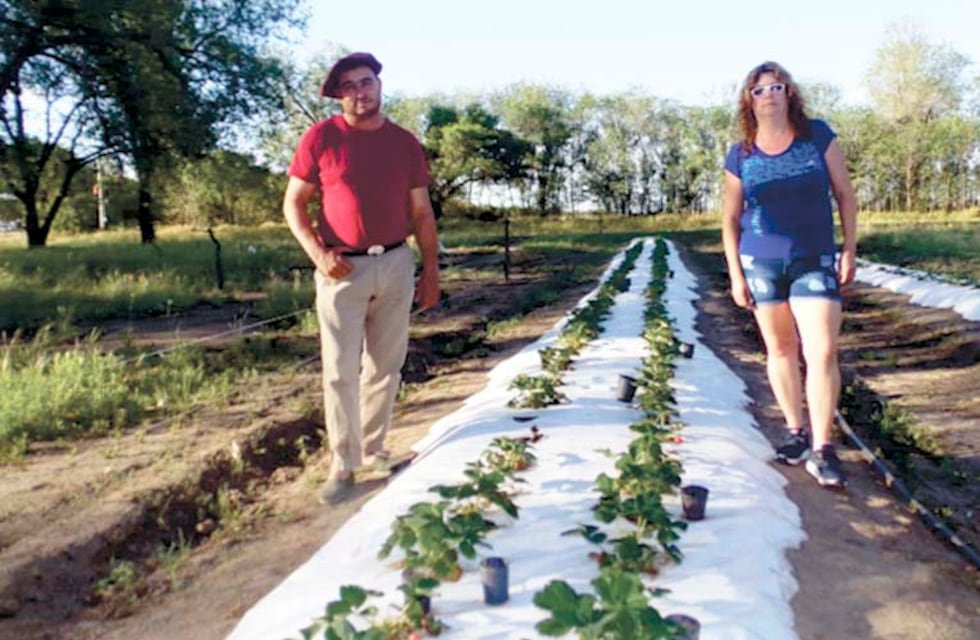 Emprendedores pampeanos producen frutillas en una escuela rural deshabitada