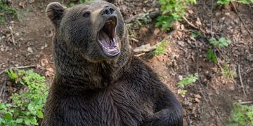 Una mujer empujó a un oso para salvar a sus mascotas.