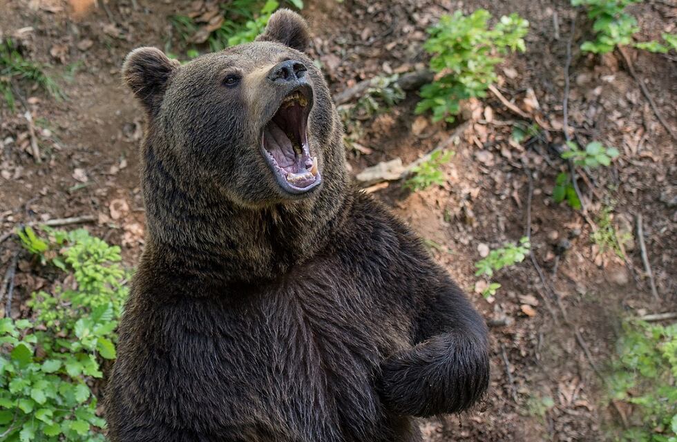 Una chica de 17 años empujó a un oso para salvar a sus perros