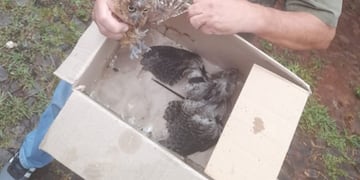 Trasladan a “Güira Oga” dos ejemplares que se encontraban heridos y cautivos.