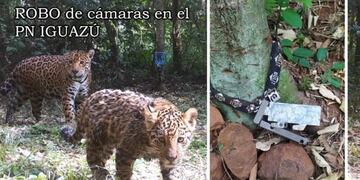 Robaron cámaras trampas del Parque Nacional Iguazú.
