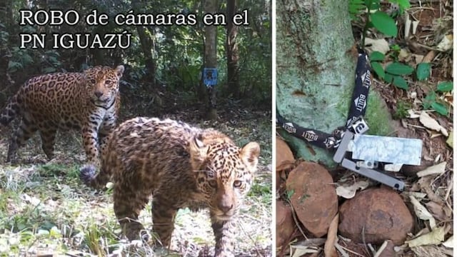 Robaron cámaras trampas del Parque Nacional Iguazú.