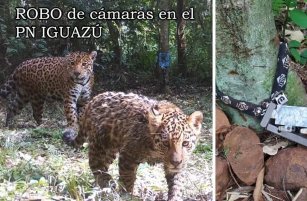 Robaron cámaras trampas del Parque Nacional Iguazú