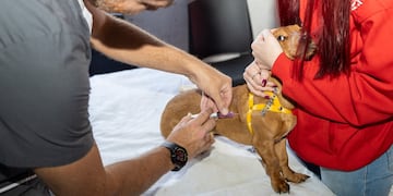Vacunación gratuita para gatos y perros en Córdoba.