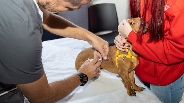 Vacunación gratuita para gatos y perros en Córdoba.