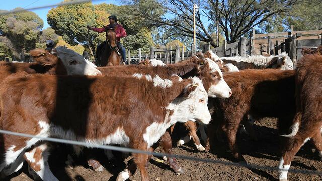 Desde la industria cárnica, se estipula que el fin de la sequía lleve a que los productores retengan la hacienda.