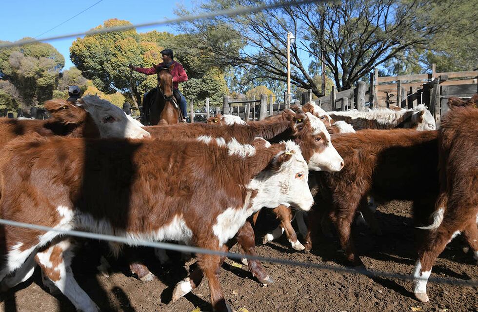 Inflación: en mayo se esperan aumentos en el precio de la carne vacuna