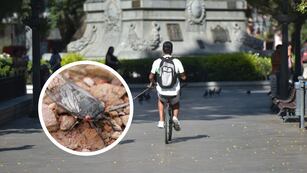 El hombre circulaba en bicicleta bajo el rayo del sol cuando se grabó recreando a una chicharra cordobesa.