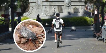 El hombre circulaba en bicicleta bajo el rayo del sol cuando se grabó recreando a una chicharra cordobesa.