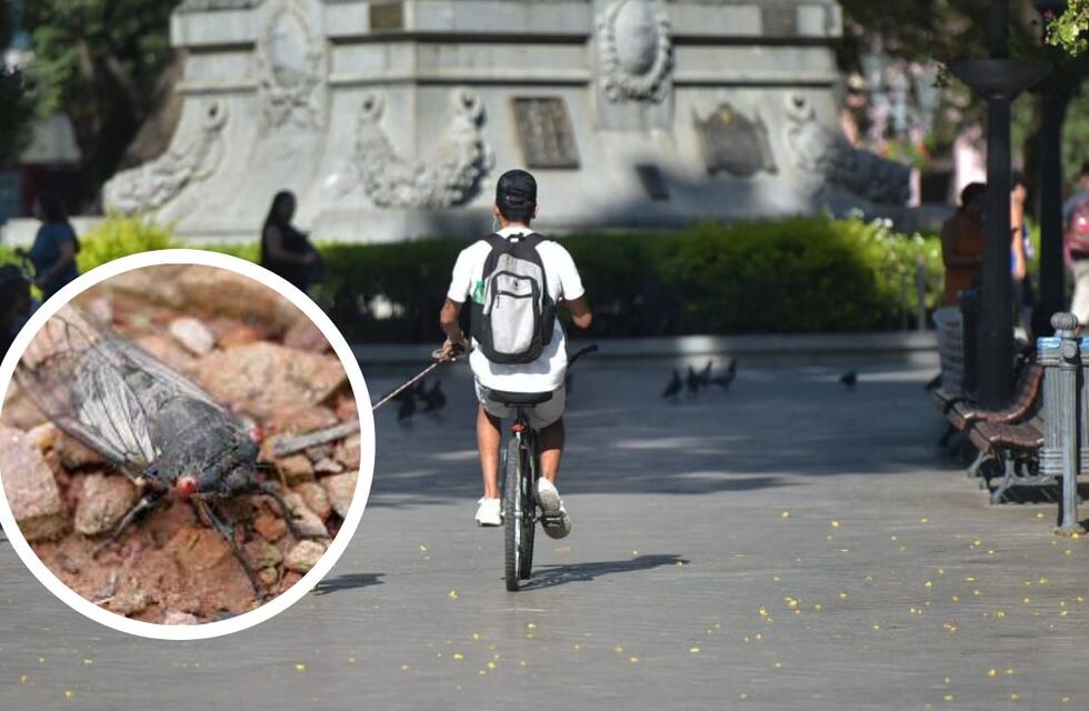Video: la desopilante “chicharra” cordobesa que se volvió viral en medio de la ola de calor