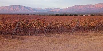 Viñedos sobre Ruta 40
