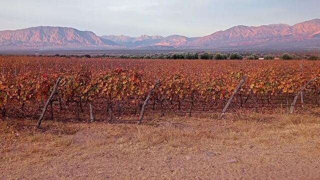 Viñedos sobre Ruta 40