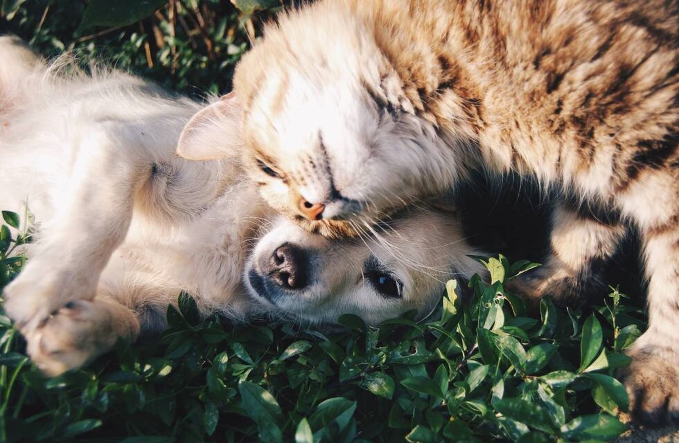 Campaña de Castración gratuita en De la Garma