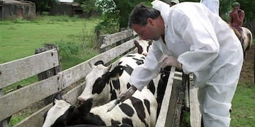 El 12 de diciembre culmina el período de vacunación antiaftosa