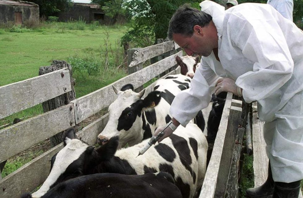 El 12 de diciembre culmina el período de vacunación antiaftosa