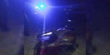 Un automóvil embistió y mató a un caballo en Bernardo de Irigoyen.