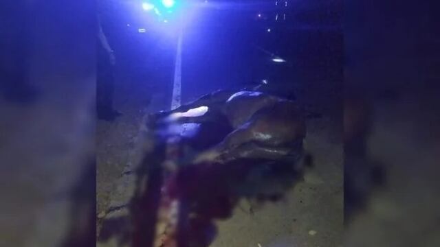 Un automóvil embistió y mató a un caballo en Bernardo de Irigoyen.