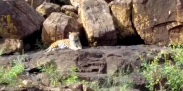 Turistas lograron ver a Indira, una yaguareté, a pocos metros de las Cataratas del Iguazú.