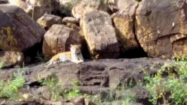 Turistas lograron ver a Indira, una yaguareté, a pocos metros de las Cataratas del Iguazú.