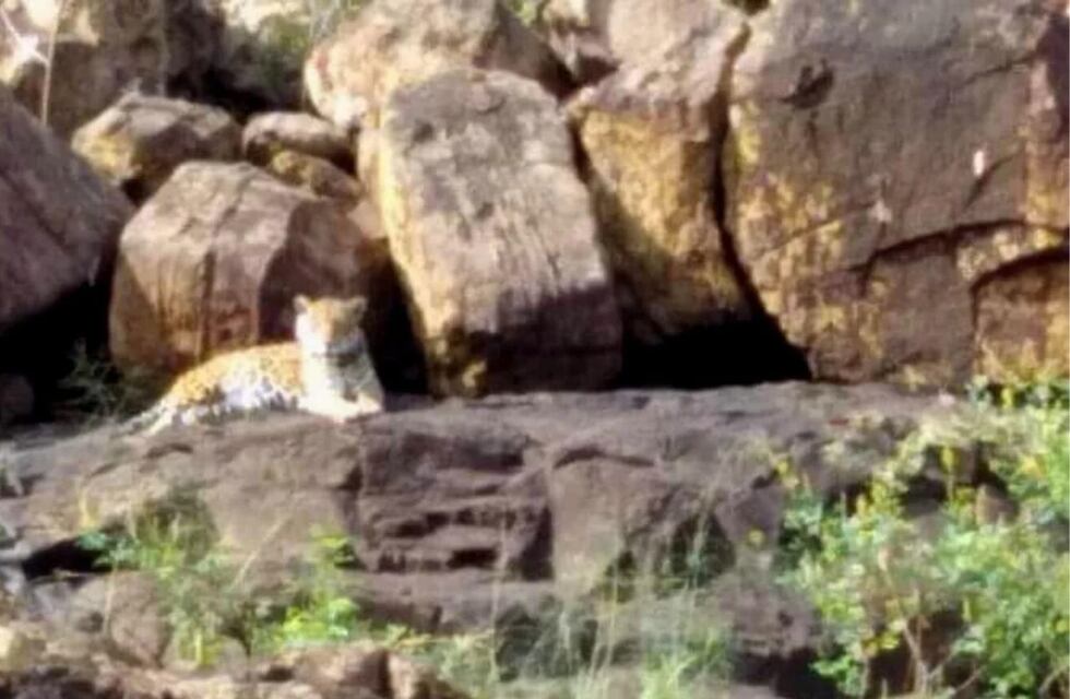 Lograron ver a Indira, una yaguareté, a pocos metros de las Cataratas del Iguazú