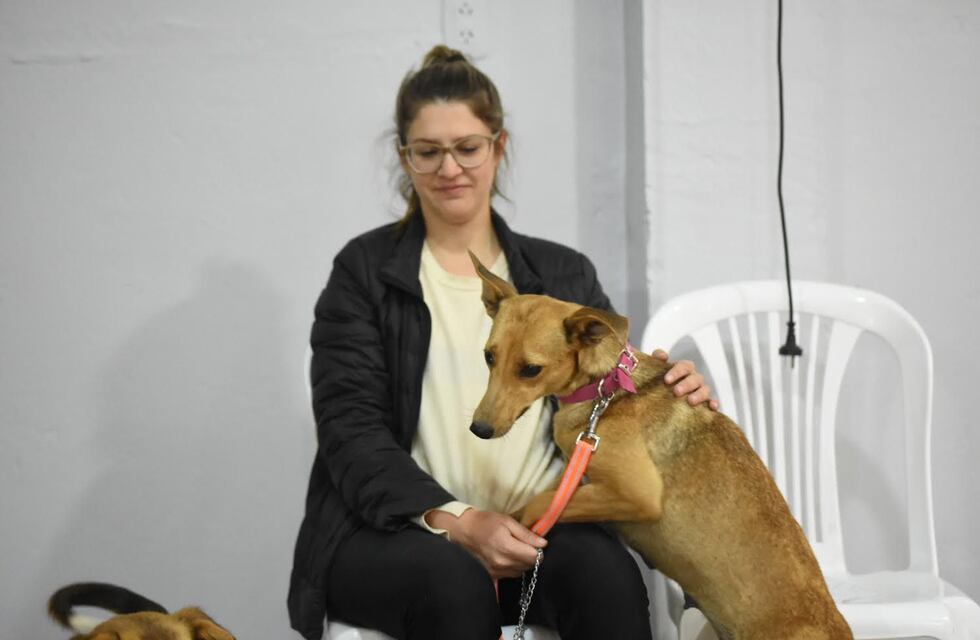 El municipio brinda servicio de atención para animales