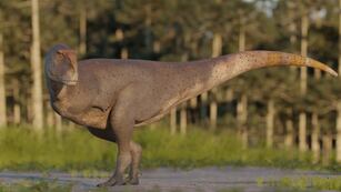 paleontólogos del Conicet descubren nueva especie de dinosaurio carnívoro en Chubut (foto: Conicet)