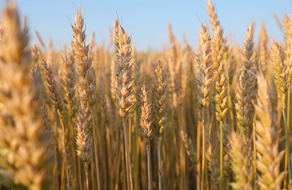 Sin lluvias la siembra de trigo podris sufrir un duro revés en la zona nucleo