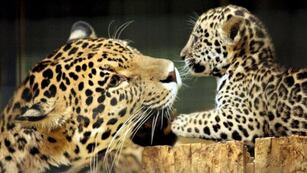 Hay al menos 16 ejemplares de yaguareté libres en el Parque Iberá, Corrientes.