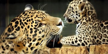 Crece las esperanzas en Los Esteros del Iberá: Nacieron dos yaguaretés y suman 12 ejemplares 
.