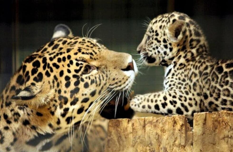 Con la llegada de nuevos cachorros yaguaretés, ya hay al menos 16 ejemplares libres en el Iberá