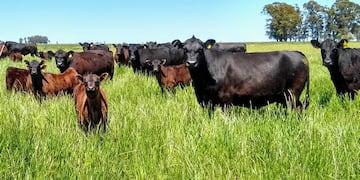 Córdoba y una medida que promueve la producción sostenible de carne bovina. (Gentileza Caprove)