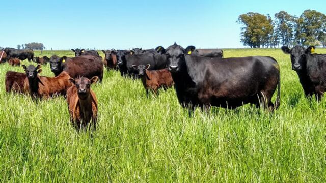 Especialista recomiendan el cambio de la manera de crianza y dieta en los animales para ayudar a la reducción del gas metano, causante del efecto invernadero