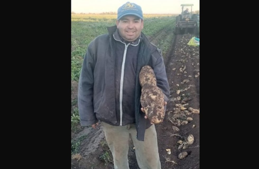 Cosechan en Córdoba una súper papa de casi dos kilos