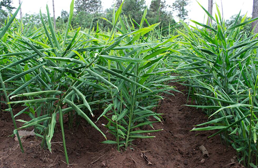 Jornada técnica en cultivo de jengibre en varios municipios de la zona centro